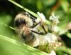 Bombus sylvarum
